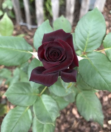 50 PCS Seeds Black Baccara Rose