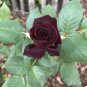 50 PCS Seeds Black Baccara Rose