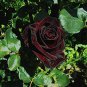 50 PCS Seeds Black Baccara Rose