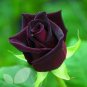 50 PCS Seeds Black Baccara Rose Shrub
