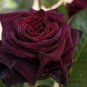 50 PCS Seeds Black Baccara Rose Shrub