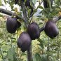 30 PCS Seeds Black Diamond Apple Tree Plant