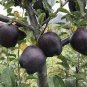 30 PCS Seeds Black Diamond Apple Tree Plant