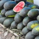 50 PCS Seeds Black Diamond Watermelon Seeds Black Skin Red Inside Fruits Thin Skin