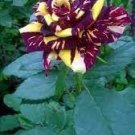 200 PCS Seeds Black Dragon Rose Bush Flower