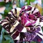 200 PCS Seeds Black Dragon Rose Bush Flower
