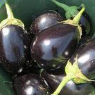 200 PCS Seeds Black Eggplant, Professional Pack