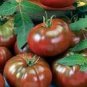 100 PCS Seeds Black Elephant Tomato organic big sweet tomato
