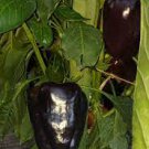 50 PCS Seeds Black Giant Sweet Bell Pepper Hybrid F1 Vegetables