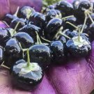 1000 PCS Seeds Black Goji Medlar hybrid 1000 PCS Seeds Black Goji Medlar hybrid