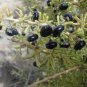 1000 PCS Seeds Black Goji Medlar hybrid