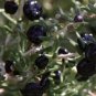 1000 PCS Seeds Black Goji Medlar hybrid