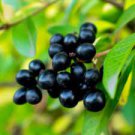 20 PCS Seeds Black Goji Qinghai Heirloom Herbs