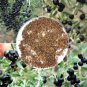 20 PCS Seeds Black Goji Qinghai Heirloom Herbs