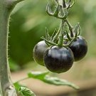 300 PCS Seeds Black Harbin Pearl Cherry Tomato Organic 300 PCS Seeds Black Harbin Pearl Cherry Tomato Organic