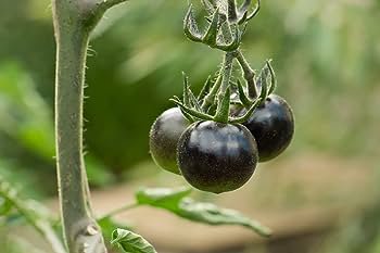 300 PCS Seeds Black Harbin Pearl Cherry Tomato Organic