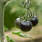300 PCS Seeds Black Harbin Pearl Cherry Tomato Organic