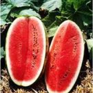8 PCS Seeds Black Long Sweet Watermelon