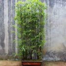 50 PCS Seeds Black Lucky Bamboo Bonsai Seeds Garden Bambusa Ventricosa Ornamental Plants