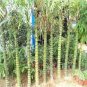 50 PCS Seeds Black Lucky Bamboo Bonsai Seeds Garden Bambusa Ventricosa Ornamental Plants