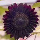 15 PCS Seeds Black Magic' Almost Black Red Ornamental Sunflowers