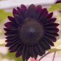 15 PCS Seeds Black Magic' Almost Black Red Ornamental Sunflowers