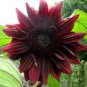 15 PCS Seeds Black Magic' Almost Black Red Ornamental Sunflowers