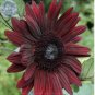15 PCS Seeds Black Magic' Almost Black Red Ornamental Sunflowers