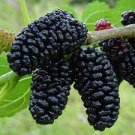 20 PCS Seeds Black Mulberry Seeds Morus Nigra Tree Garden Bush 20 PCS Seeds Black Mulberry Seeds Morus Nigra Tree Garden Bush