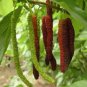 20 PCS Seeds Black Mulberry Seeds Morus Nigra Tree Garden Bush