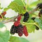 20 PCS Seeds Black Mulberry Seeds Morus Nigra Tree Garden Bush