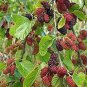 20 PCS Seeds Black Mulberry Seeds Morus Nigra Tree Garden Bush