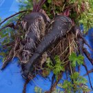 100 PCS Seeds Black Nebula Carrot