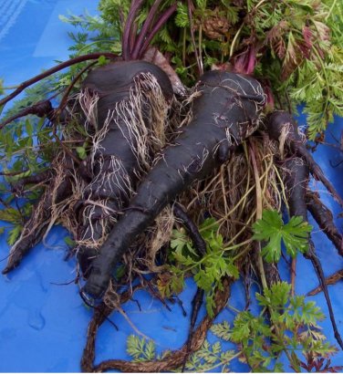 100 PCS Seeds Black Nebula Carrot