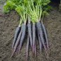 100 PCS Seeds Black Nebula Carrot