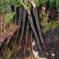 100 PCS Seeds Black Nebula Carrot