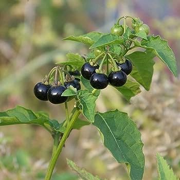 200 PCS Seeds Black Nightshade Garden Huckleberry Organic Fruit