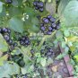 200 PCS Seeds Black Nightshade Garden Huckleberry Organic Fruit