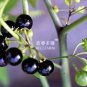 200 PCS Seeds Black Nightshade Garden Huckleberry Organic Fruit
