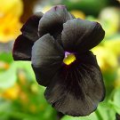 30 PCS Seeds Black Pansy 30 PCS Seeds Black Pansy