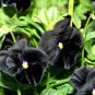 30 PCS Seeds Black Pansy