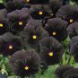 30 PCS Seeds Black Pansy