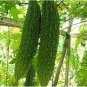 10 PCS Seeds Black Pearl Bitter Vegetables