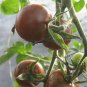 20 PCS Seeds Black Pearl' Bright Black Round Cherry Tomato