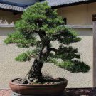 50 PCS Seeds Black Pine Potted Landscape Japanese Five Bonsai Miniascape Pinus Thun 50 PCS Seeds Black Pine Potted Landscape Japanese Five Bonsai Miniascape Pinus Thun