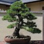 50 PCS Seeds Black Pine Potted Landscape Japanese Five Bonsai Miniascape Pinus Thun