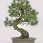 50 PCS Seeds Black Pine Potted Landscape Japanese Five Bonsai Miniascape Pinus Thun