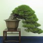 50 PCS Seeds Black Pine Potted Landscape Japanese Five Bonsai Miniascape Pinus Thun
