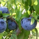 20 PCS Seeds Black Plum Prunus 'Lydecker' Fruit 20 PCS Seeds Black Plum Prunus 'Lydecker' Fruit