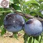 20 PCS Seeds Black Plum Prunus 'Lydecker' Fruit